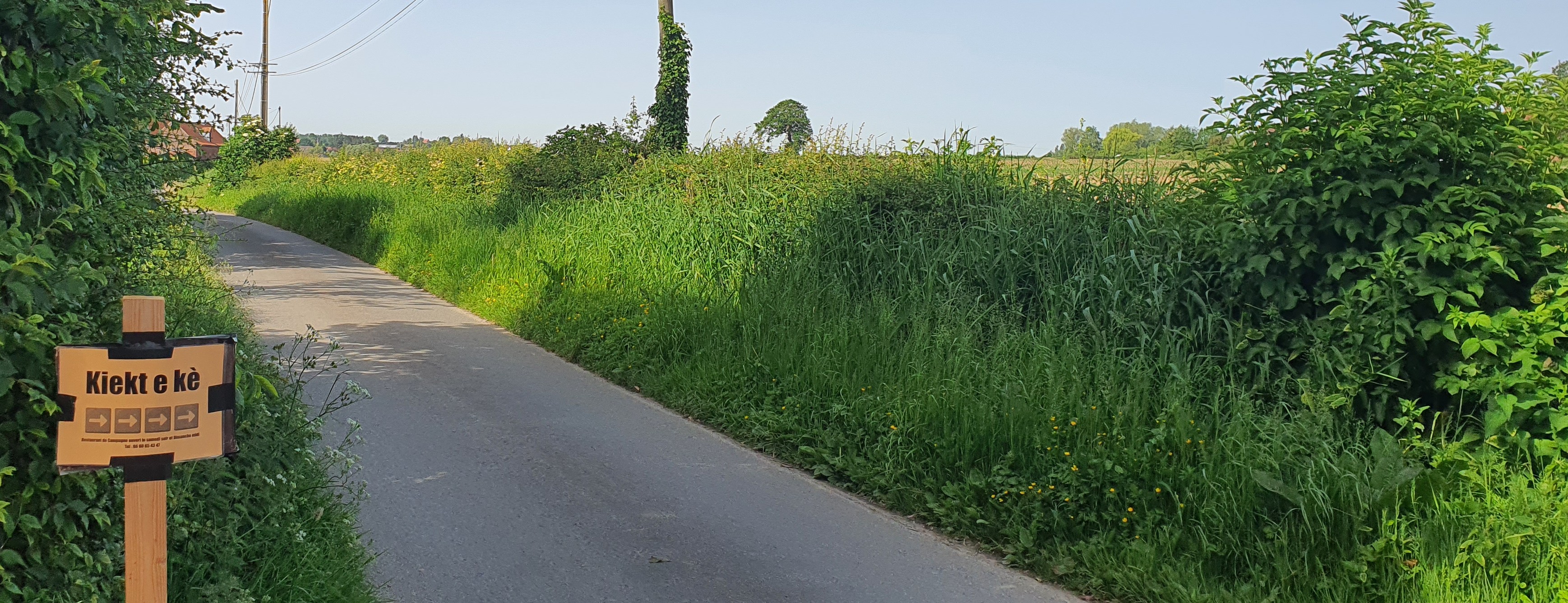 Halfopen landschap te Godewaarsvelde met 2 zangposten Geelgors (Foto: D. Moeyaert, Vzw Veldwerk)