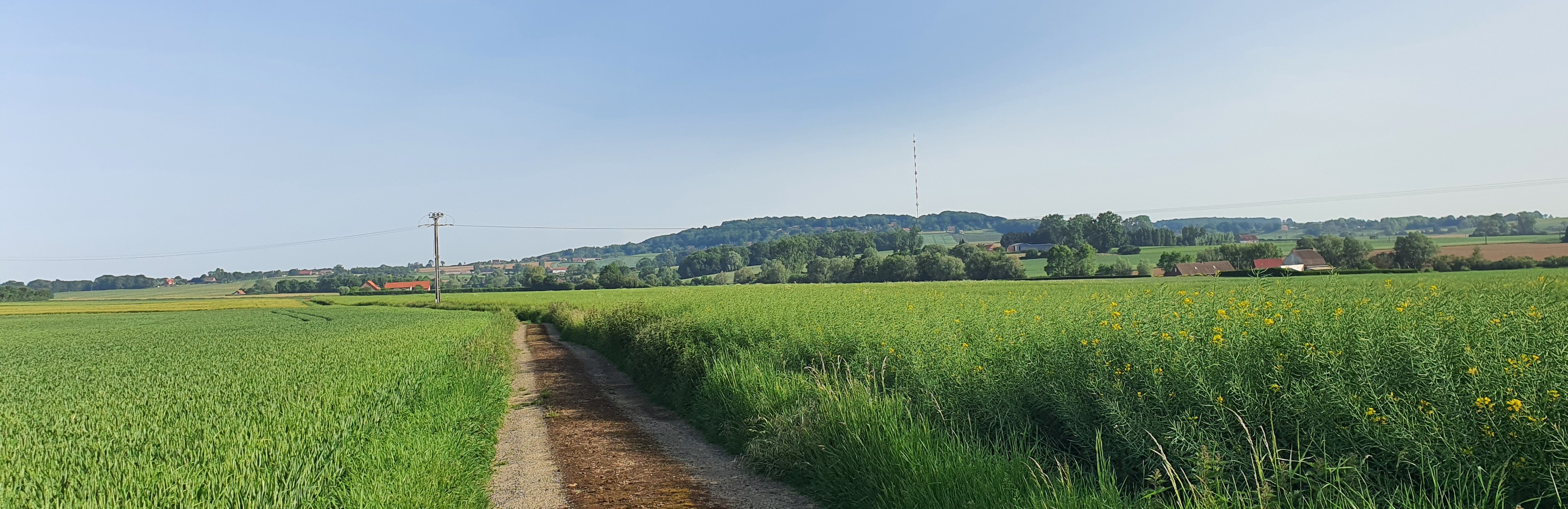 Halfopen landschap met zangpost geelgors aan de voet van de Katsberg, Boeschepe (Foto: D. Moeyaert, vzw Veldwerk)