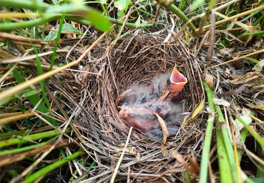 Nest met jongen in wintertarwe