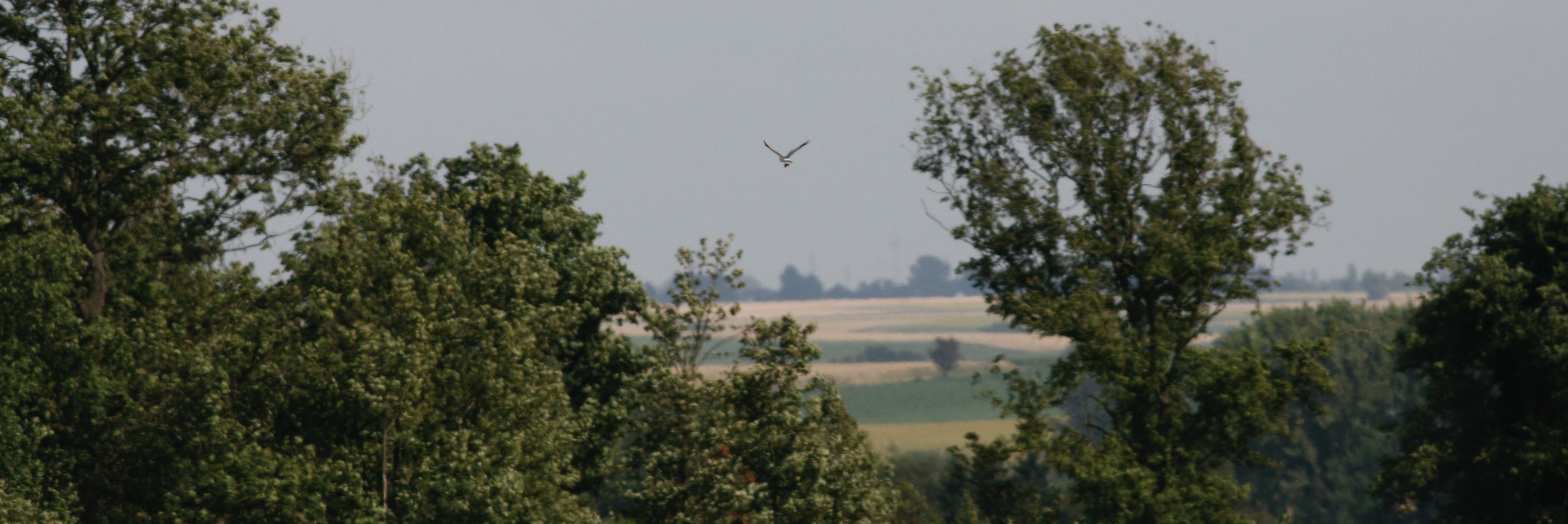 Mannetje blauwe kiekendief vliegt discreet met prooi een bos in