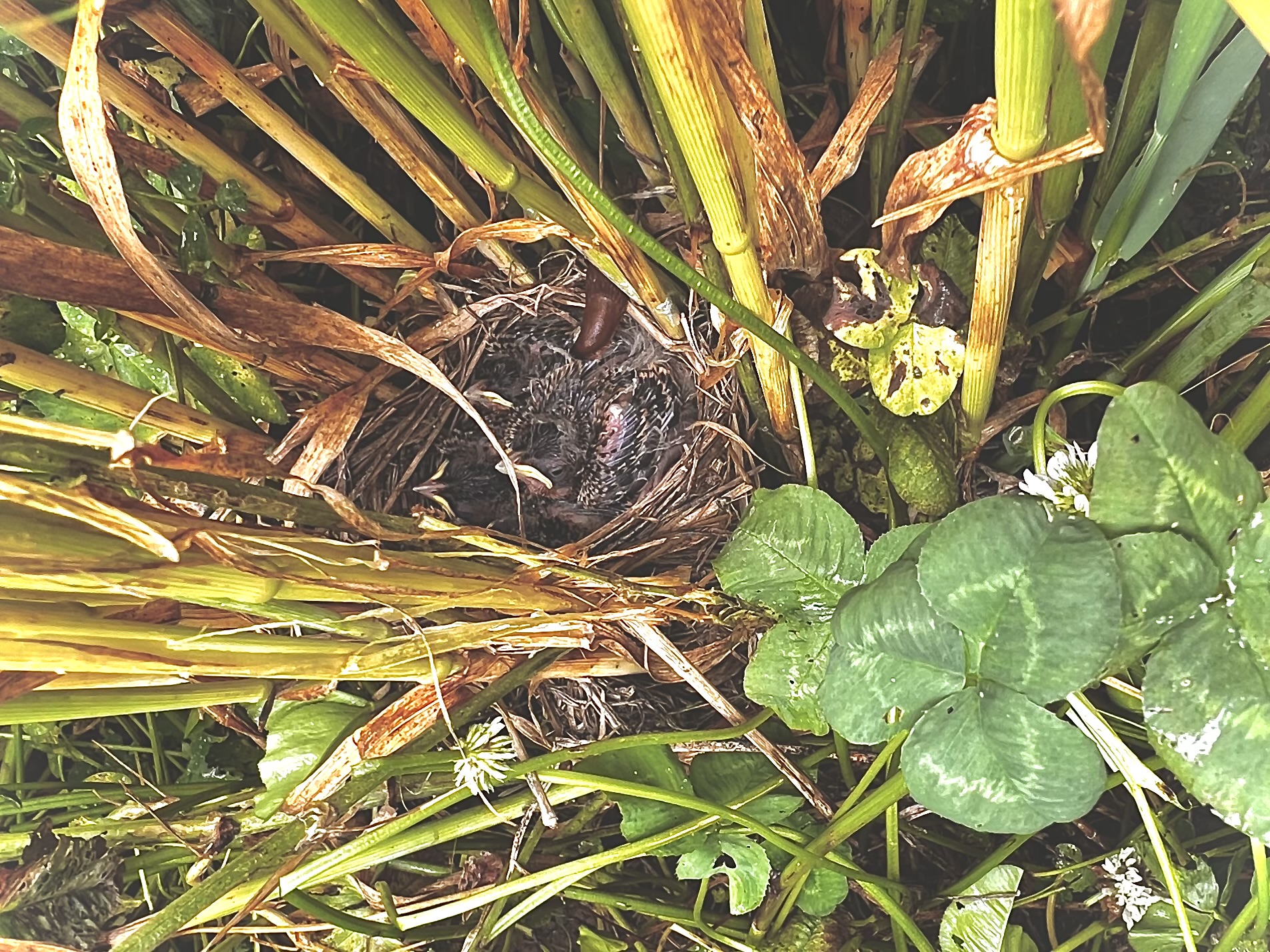 Nestje van vijf jongen op 2 juni 2026 tussen enkele halmen gerst. In een beheerovereenkomst bloemenakker die loopt van 2024-2028. (ref. Nicolas van Overmeeren)